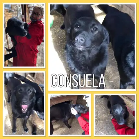Consuela