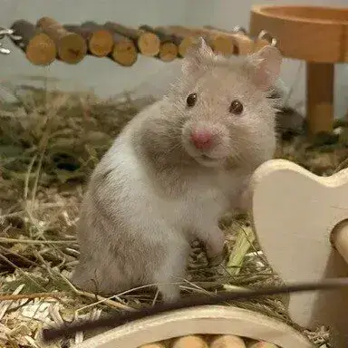 Milo