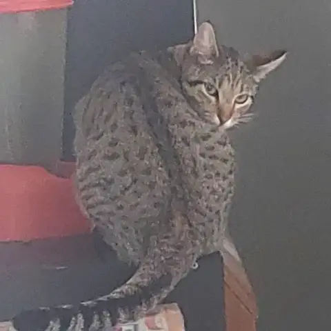 Jiji