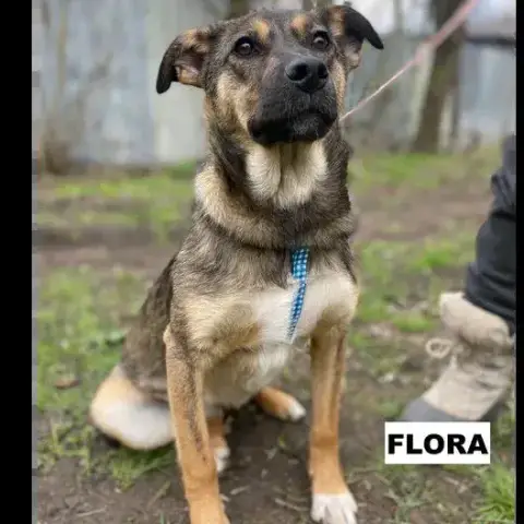 Flora