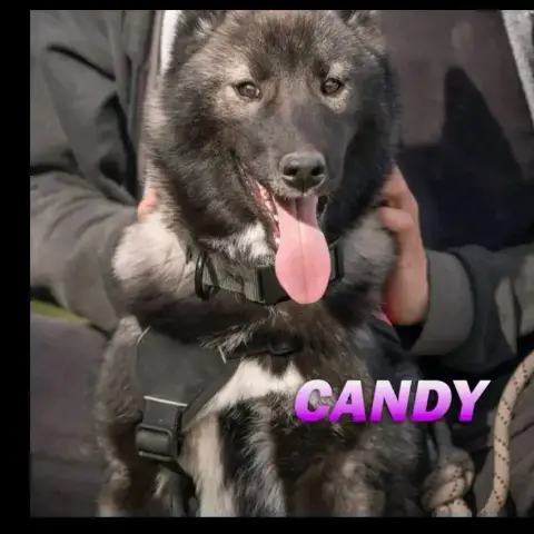 Anouk/Candy photo 3