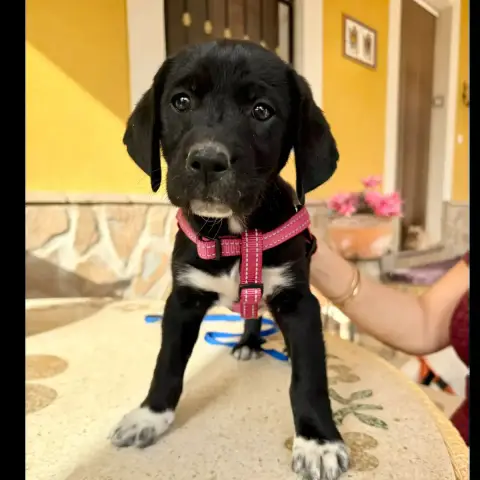 Luna