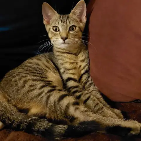 Berlioz