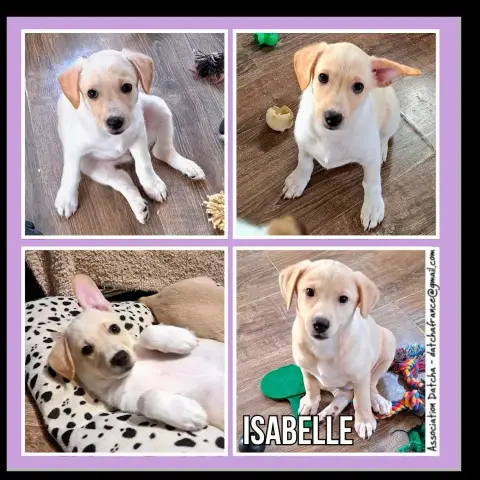 Isabelle