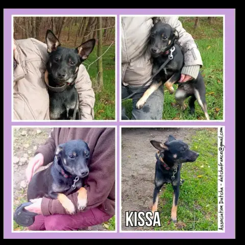 Kissa