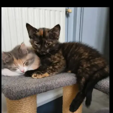 Zalia photo 2