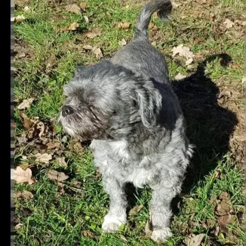Oreo