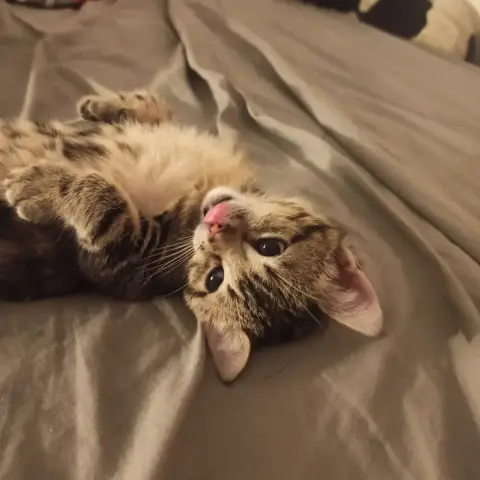Bucky