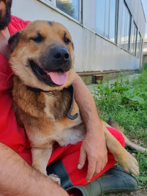 Balou