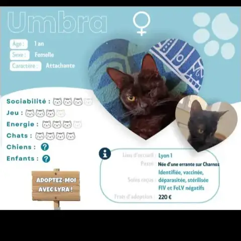 Umbra