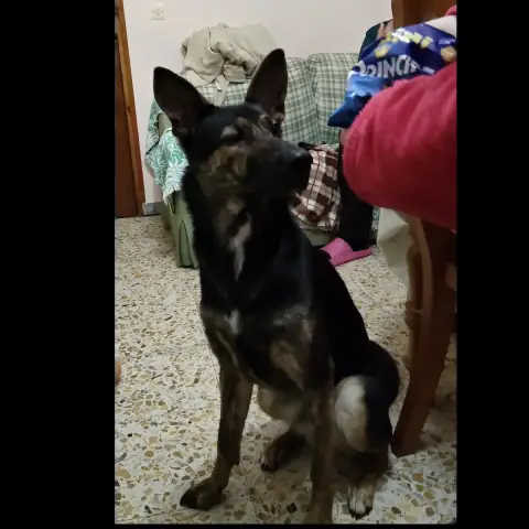 Lulu