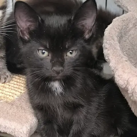 Nyx