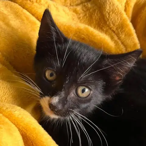 Binx photo 2