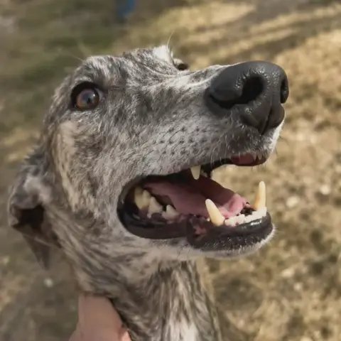Lotti