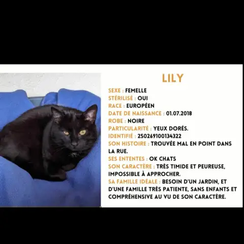 Lily