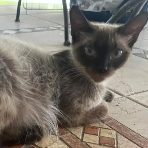 ✨️ Maha ✨️ 🐱 photo 2
