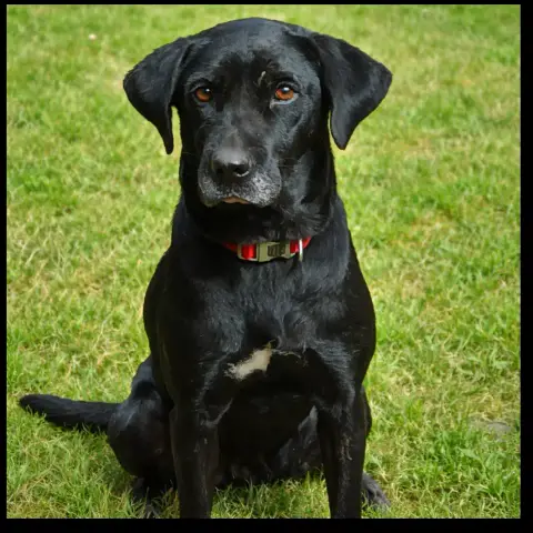 Kaala photo 2