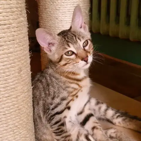 Biscuit