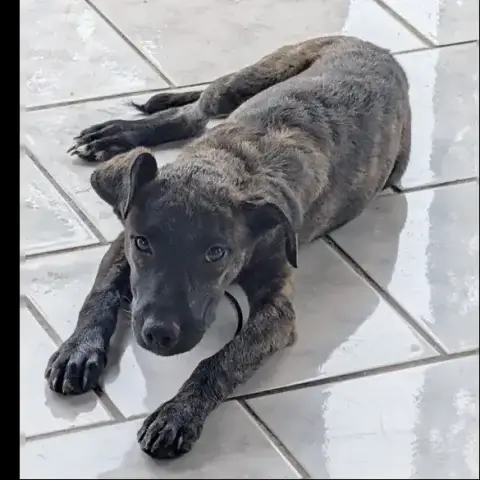 Ollie