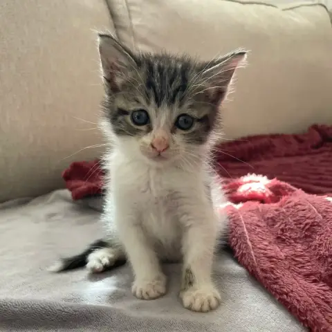 Ferdinand