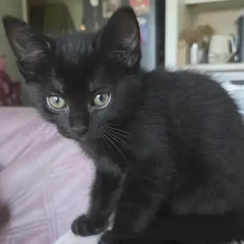Lyra