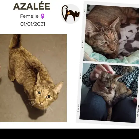 Azalee