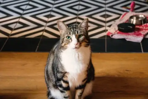 Albert
