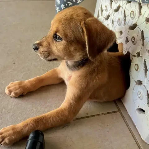 Loki