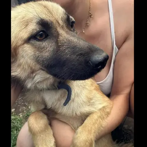 Zelda
