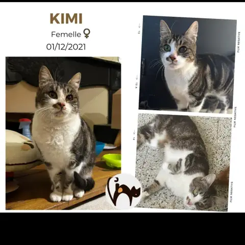 Kimi