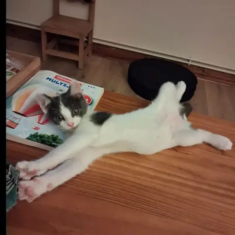 Homer photo 2