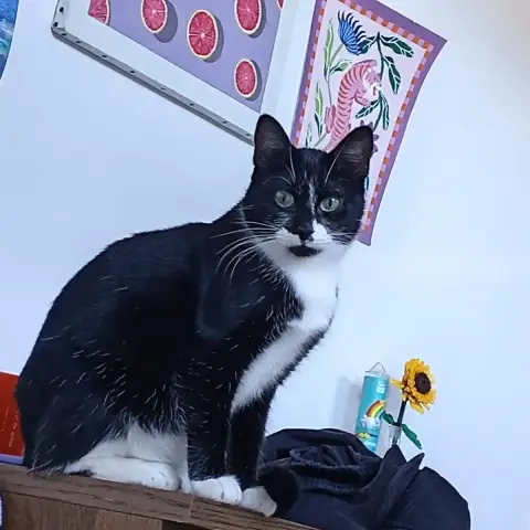 Loulou