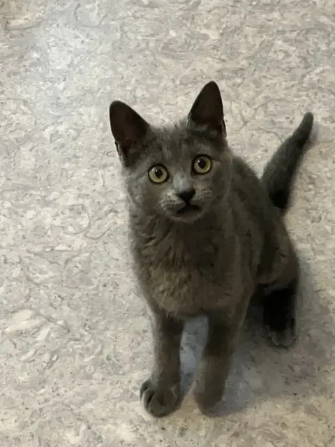 Kyomi