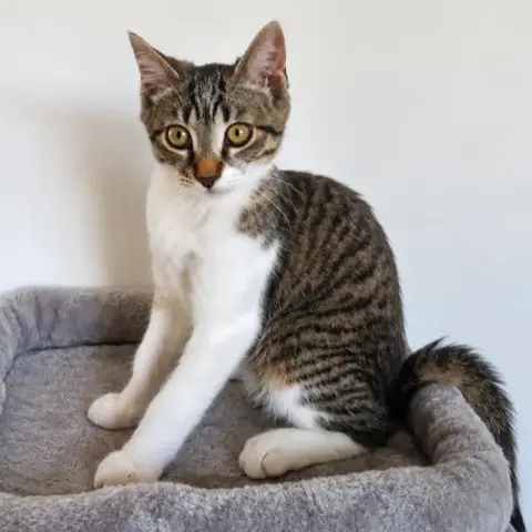 Diego