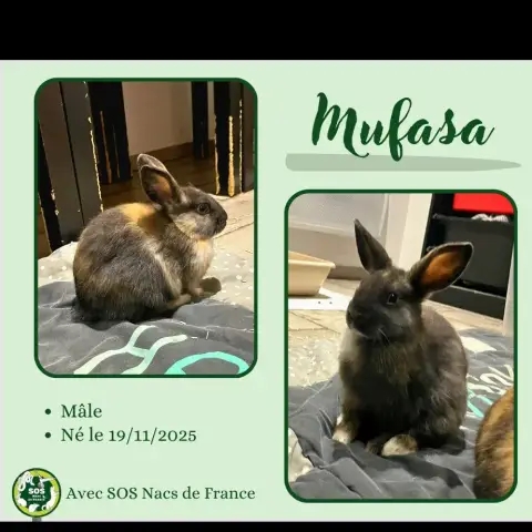 Mufasa