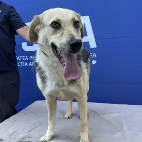 Diva