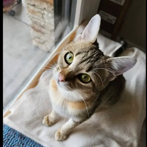 Arya