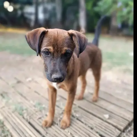 Mowgli photo 2