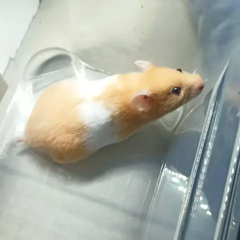 Peach