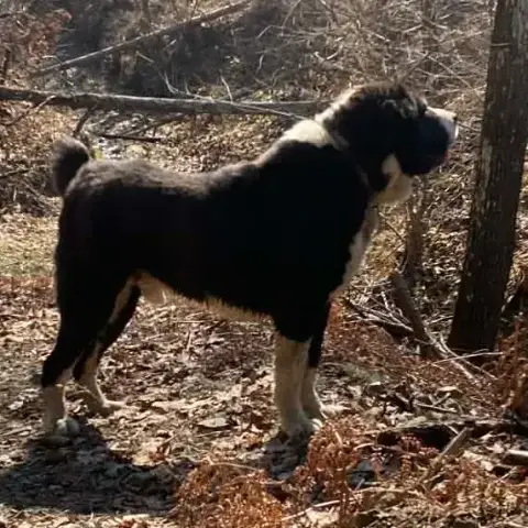 Domino photo 3