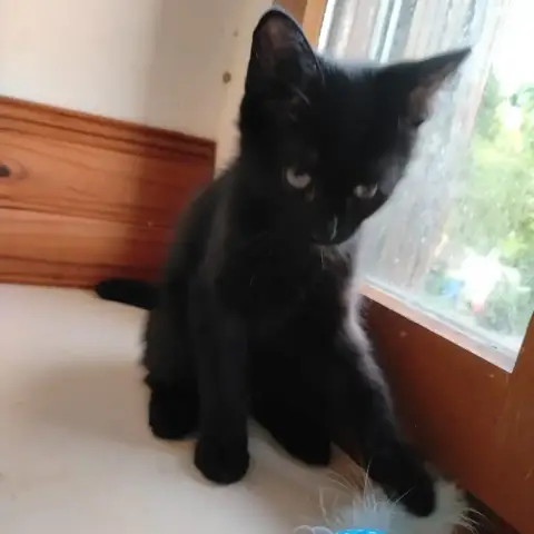 Bibie photo 2