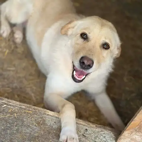 Misha photo 2