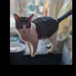 Bernard