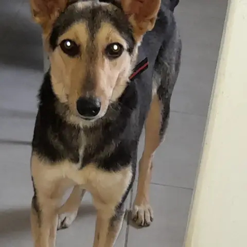 Luna Chienne