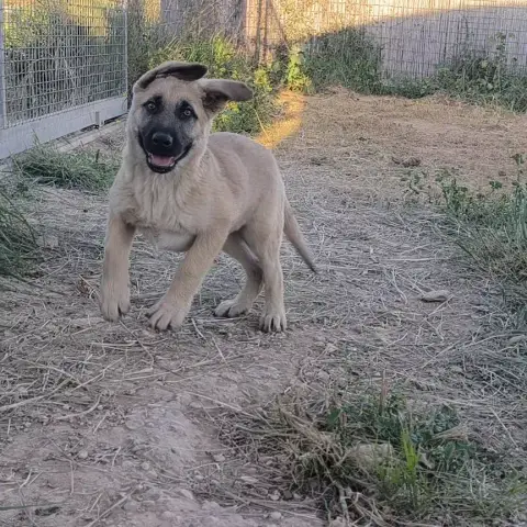Rocco