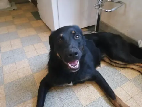 Junior