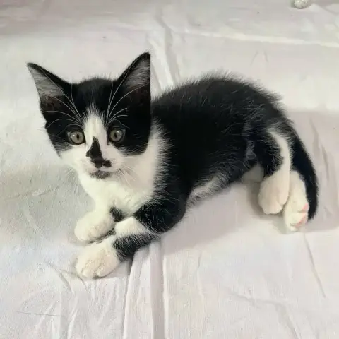 Berlioz