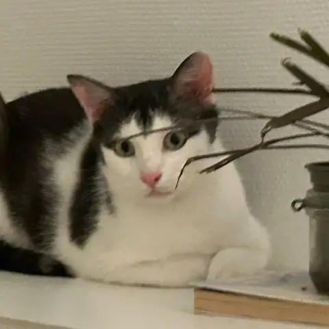 Tor