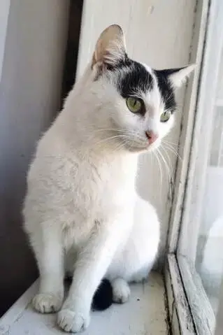 Cleo photo 2