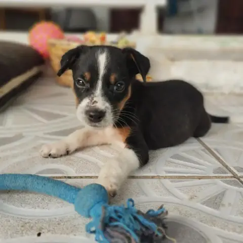 Miko photo 2